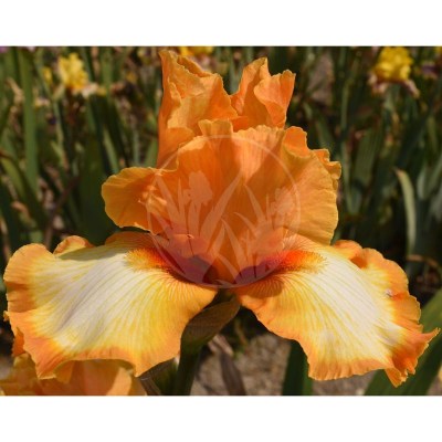 Good Vibrations DSC_0162 vyrez